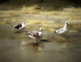 C02ThreeSeagulls16x20