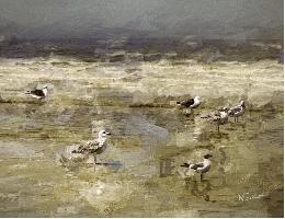 C04FiveSeagulls