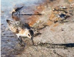 C07Sandpipers