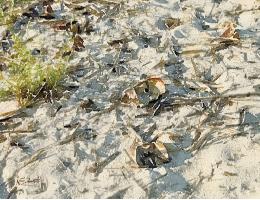 C15CrabsOnTheBeach
