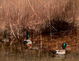 L01MallardsinACove20x30
