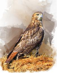 L05RedTailHawk15X18