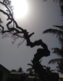 O07MysteriousTree