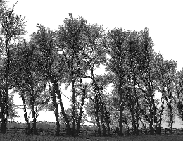 P16Trees